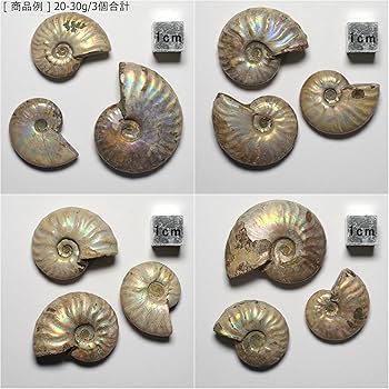 エオティニテス　アンモナイト　Eothinites エオチニテス エオティニテス アンモナイト Eothinites エオチニテス